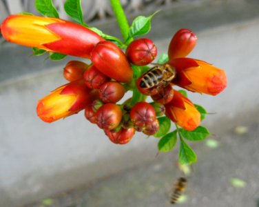 Bees-feeding-on-trumpet-vine-buds