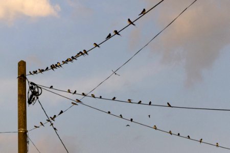 Swallows On Power Lines