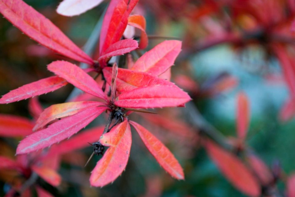 Barberry-shrub-leaves-and-thorns