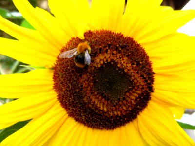 Bee-on-sunflower photo