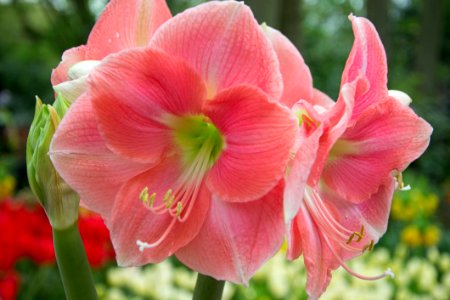 Amaryllis Rosalie photo