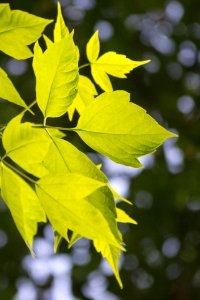 Leaves Lit From Behind By Soft Sunset Light photo