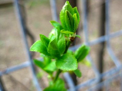 April-green-bud