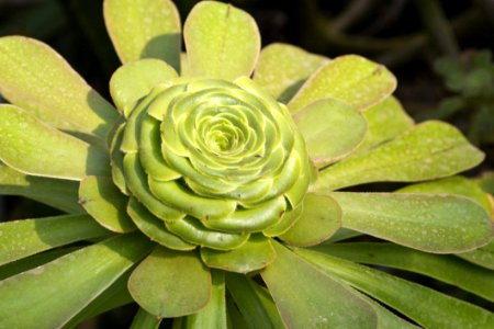 Aeonium Holochrysum