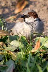 Male House Sparrows Are Vividly Colored Birds They Have Gray Heads White Cheeks A Black Bib And Rufous Necks