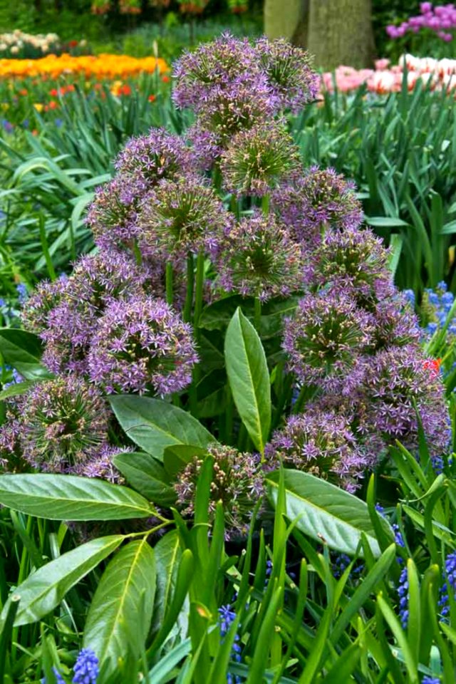 Allium Inflorescence