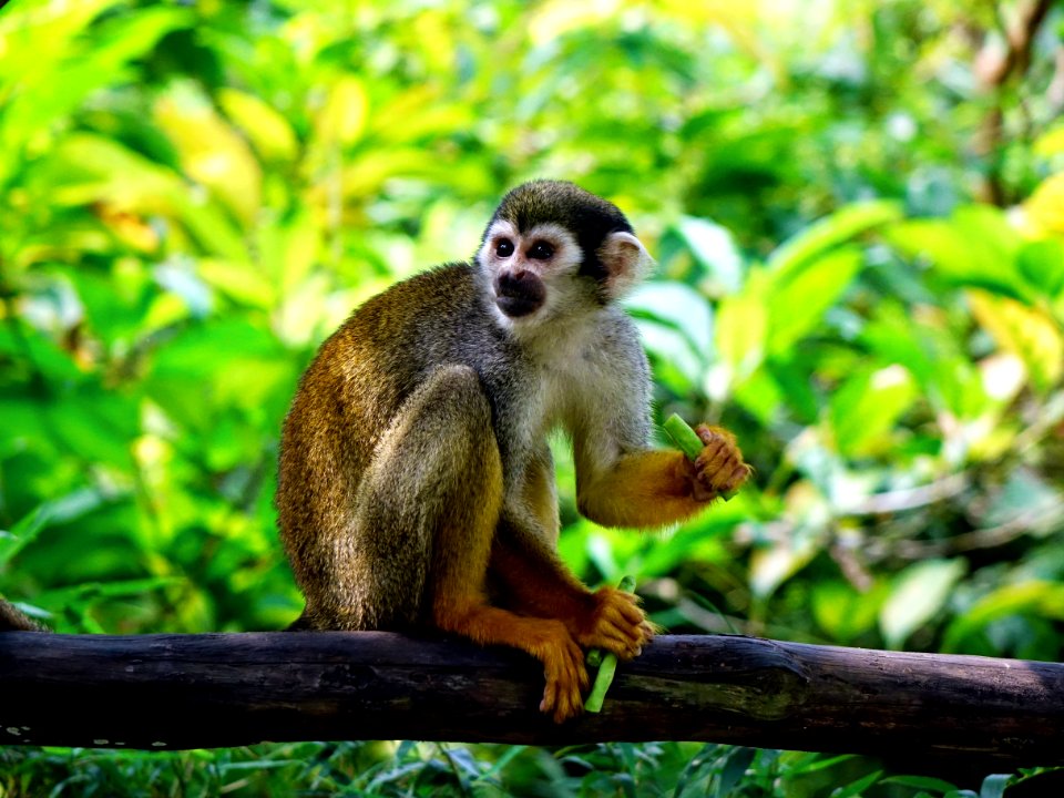 Brown Monkey On Tree Trunk Sitting