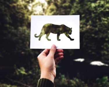 Tiger Cut Out On Card
