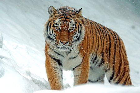 Tiger In Snow photo