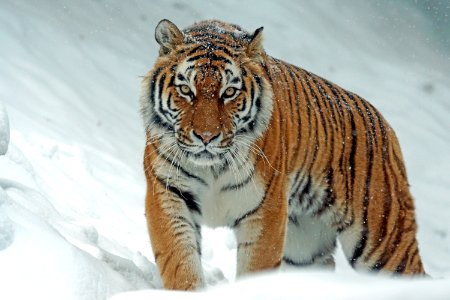 Tiger In Snow