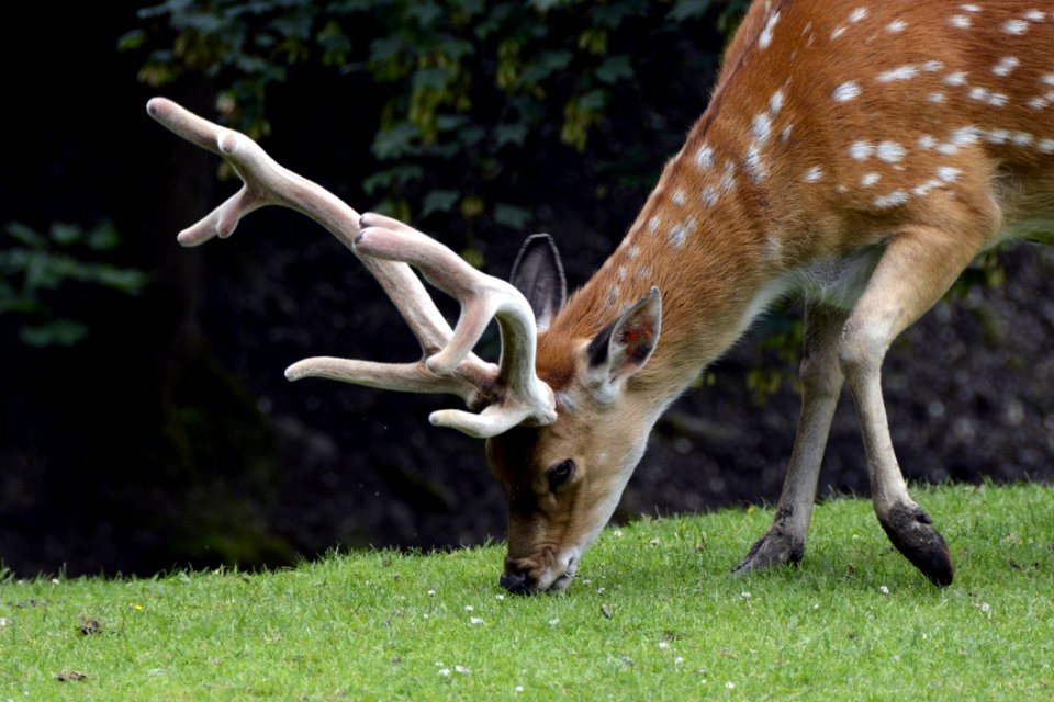 Spotted Deer Eating Grass On Green Grass At Daytime