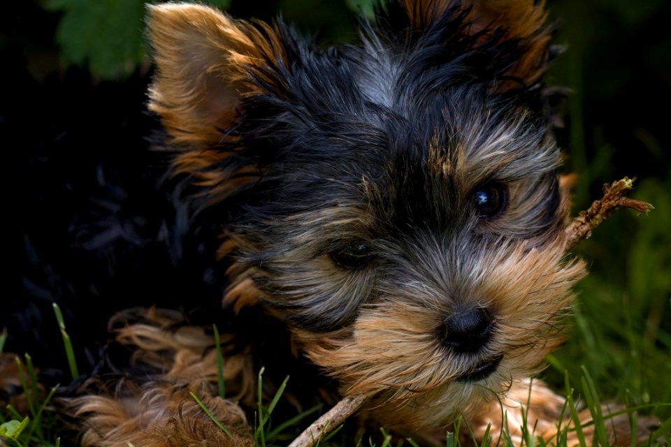 Black And Tan Short Coat Small Size Dog
