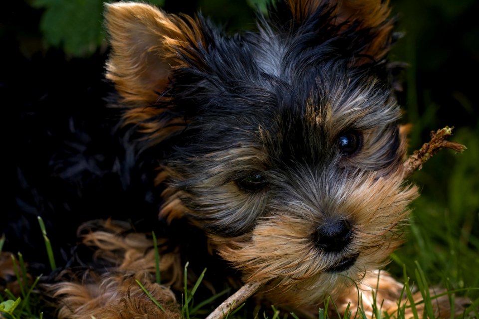 Black And Tan Short Coat Small Size Dog photo