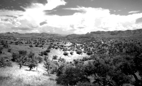 Grayscale Photo Of Green Trees photo