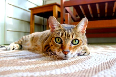 Portrait Of Domestic Cat On Rug photo