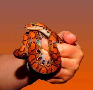 Person Holding Red And Black Snake photo