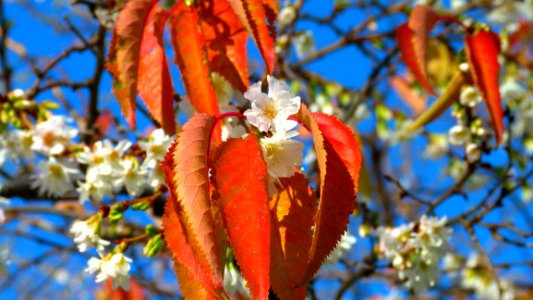 Orange Leaf Beside White Flower photo