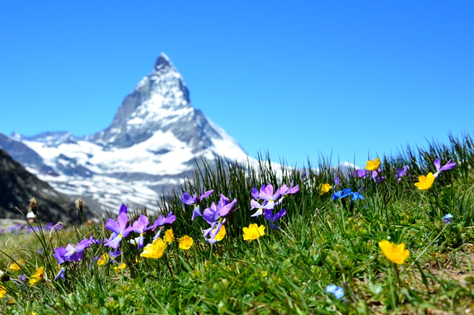 Flowers In Alpine Meadow