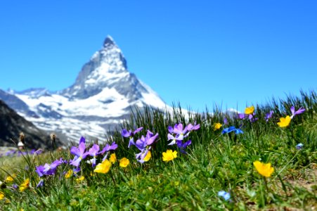 Flowers In Alpine Meadow