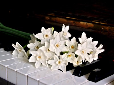White Orchid On Brown Wooden Piano photo