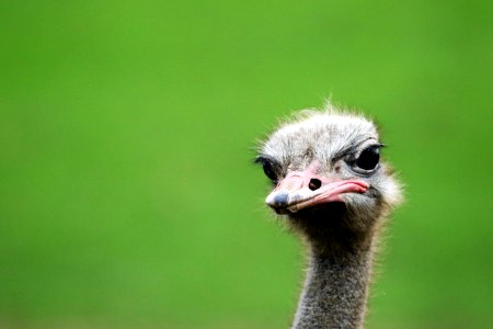Gray Ostrich photo