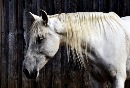 Close Up Of Horse photo