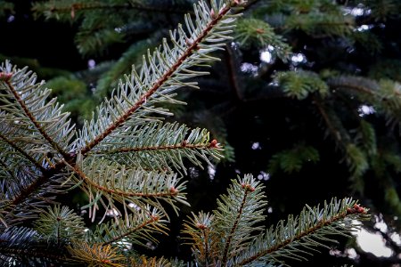Fir Tree Branches
