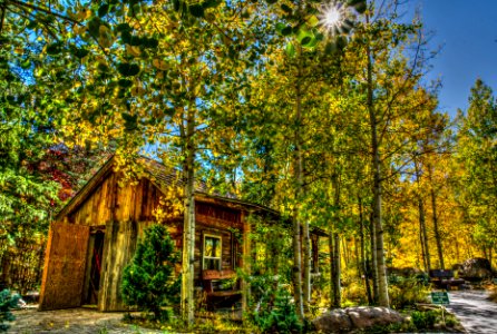 House In Forest