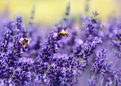 Bees On Purple Flower photo