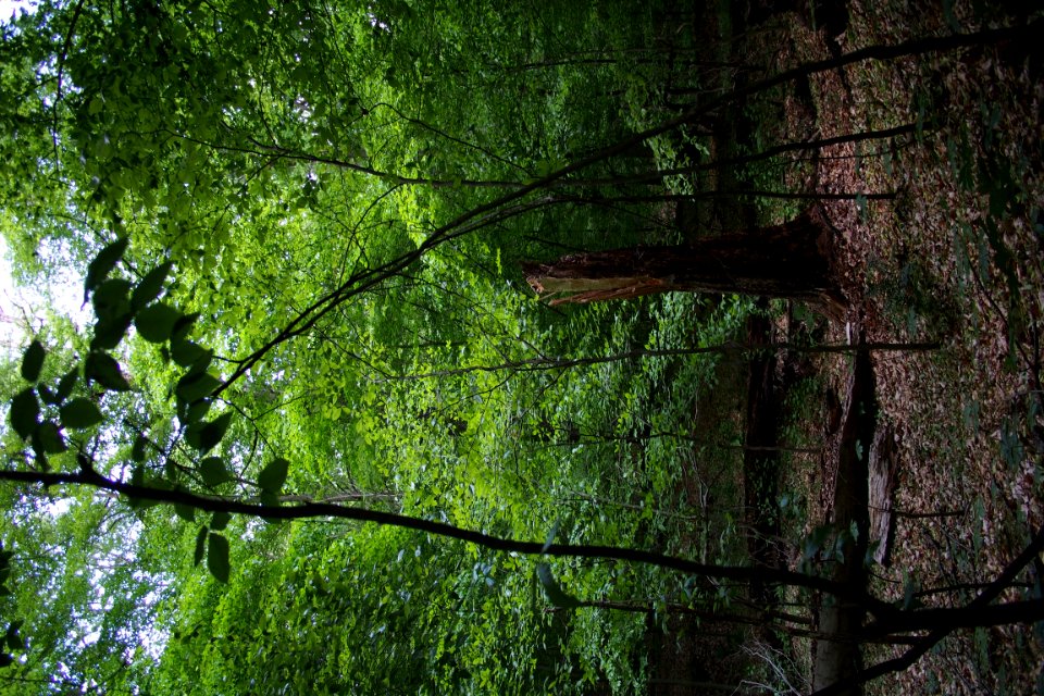 Plant Terrestrial Plant Wood Twig