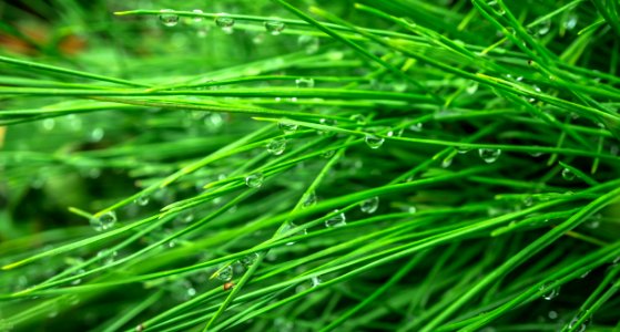 Grass With Dew Drops photo