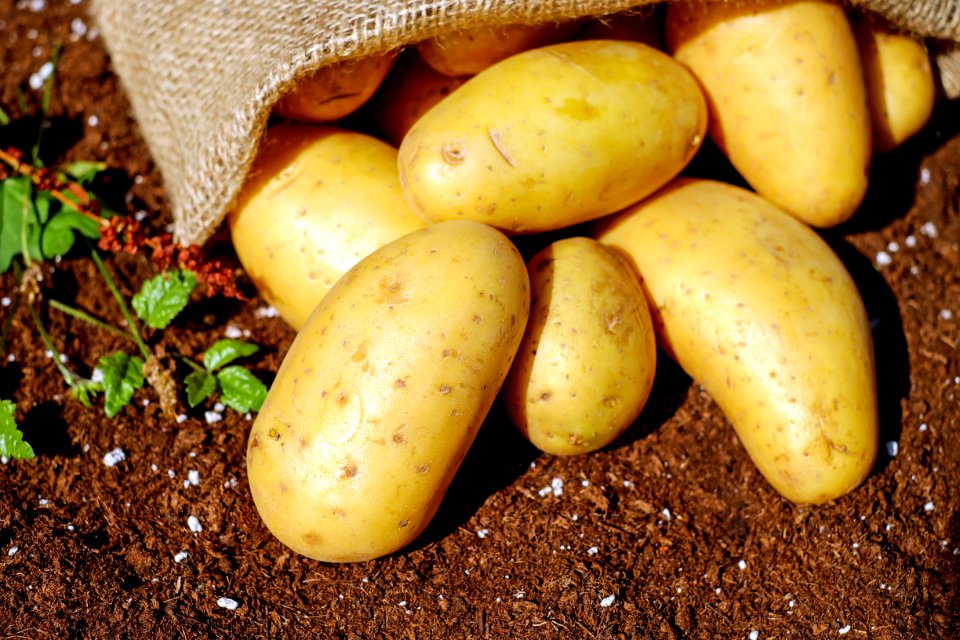 Potatoes photo