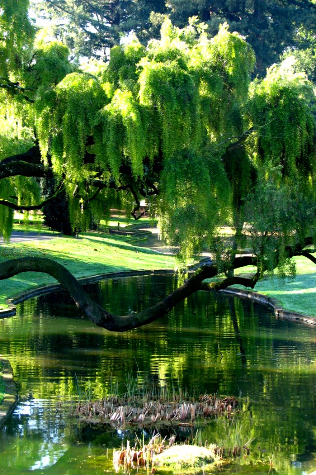 Trees And Pond In Park