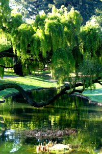 Trees And Pond In Park photo