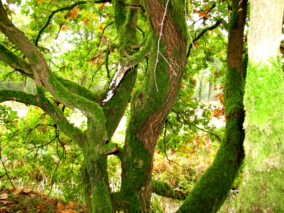 Plant Natural Landscape Tree Trunk