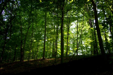 Plant Plant Community Tree People In Nature photo