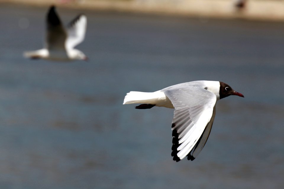 Macro Shot If White And Black Bird