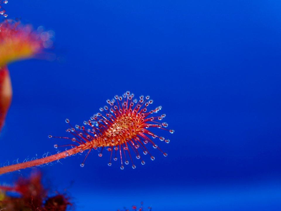 Yellow And Red Organism
