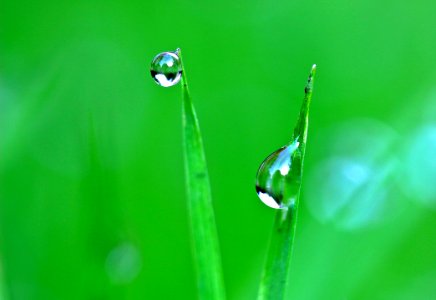 Dew Drops On Blades Of Grass photo