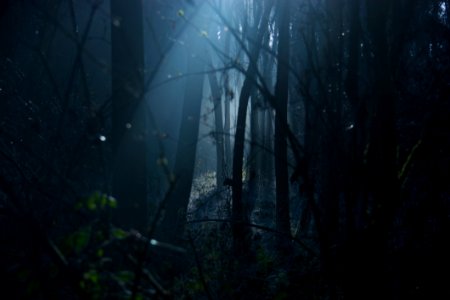 Trees In Scary Forest At Night photo