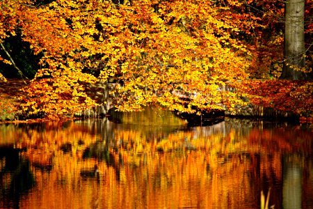 Autumnal Colors photo