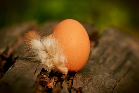 Native Egg Beside White Feather On Brown Tree Log photo