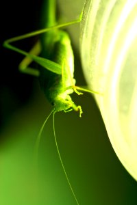 Bugs