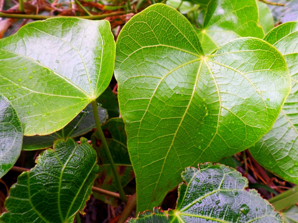 Heart Shaped Leaves In The Rain