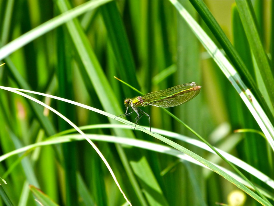 Common Green Darner