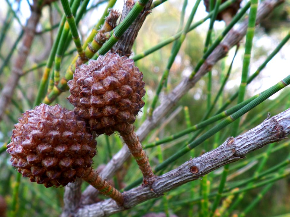 Australian She-Oak Seeds