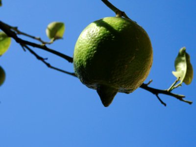 Sweet Sweet Lime