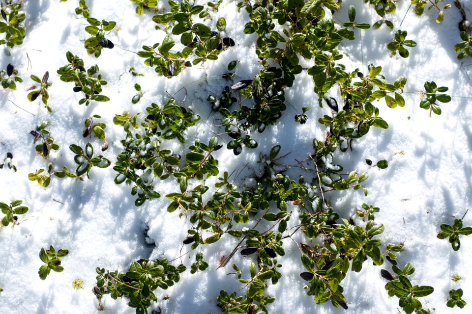 Blueberry Shrubs