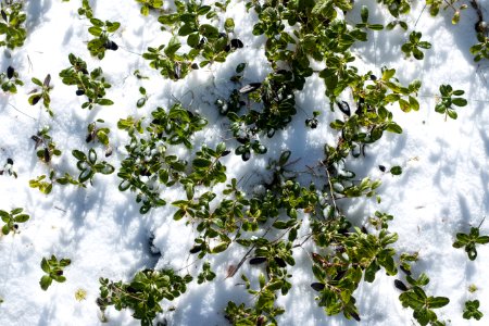 Blueberry Shrubs