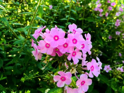 Group Of Bright Pink Flowers photo